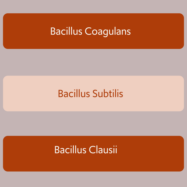 Bacillus B3 Complex Probiotics